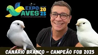 Canario Branco - Campe&atilde;o FOB 2025
