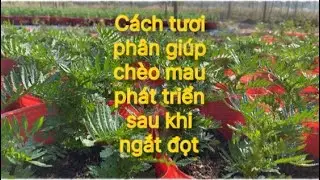 Cách giúp chèo và thân mau phát triển sau khi ngắt đọt 