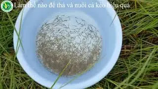 Làm thế nào để thả và nuôi cá kèo hiệu quả