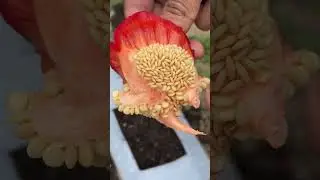 Growing Bell Peppers with Store Brought Pepper #viral #shortvideo #shorts #bellpepper #recycle
