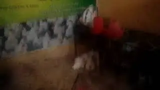 Aasra chicken traders