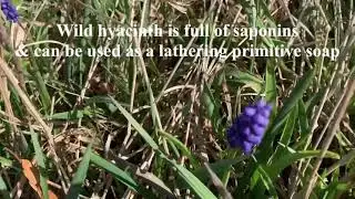 Primitive Wilderness Soap: Wild Hyacinth