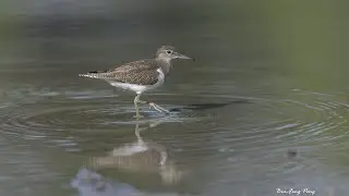 磯鷸/Common Sandpiper
