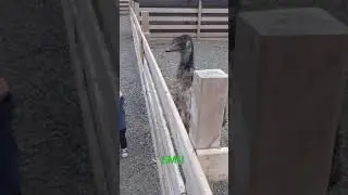 EMU at Lester's Farm