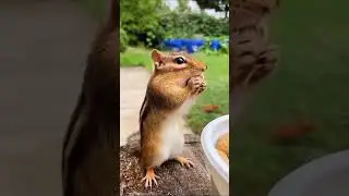 cute squirrel #viral #shorts #viralvideo #naturelovers #squirrelsofinstagram #squirrel #ytshorts