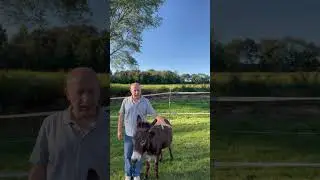What size is our mini donkey #shorts #subscribe