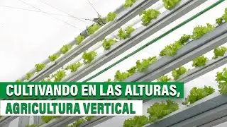 Cultivando en las Alturas: La Agricultura Vertical y su Impacto Sostenible