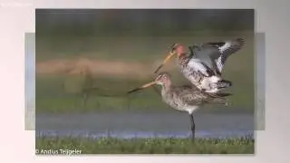 Fotohut Marken
