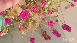 Why is it called bachelor's button (Garpherena globosa)?