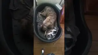 Deel 2 Hond en kat samen