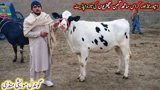 Today Gondal Mandi latest update 03Feb 20256imported heifer!Sahiwal heifer for sale!#cow#farming