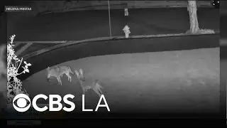 Del Rey community members talk about the increase in coyote sightings