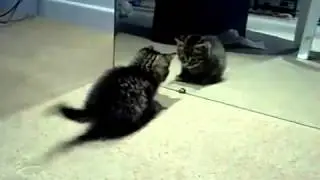Cute Crazy Kitten Vs Mirror-So cuteeeee!!