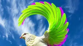 Spectrum Colors Remix 8D ريمكس ألوان الطيف 