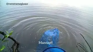 Mancing Mujair Pakai Teknik Glosor Auto Strike / IKANNYA GALAK - Daerah BKT.
