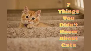 7 things you didn't know about cats.