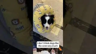 What should you do if you dog keeps licking or chewing at the incision?