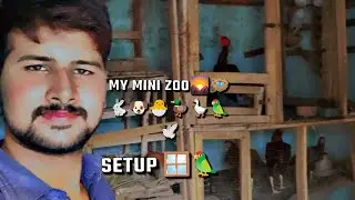 Dasi Murgiyo ka Ducks 🦆 setup 🪟 views #subcribetomyyoutubechannel #birds #aseelmurgalover