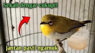 Pleci Betina Memanggil Jantan Paling Ampuh Buat Pancingan 