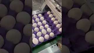Egg Printing Machine Inkjet Egg Printer Hens Duck Eggs Coding Machine Date Logo Marking Machine