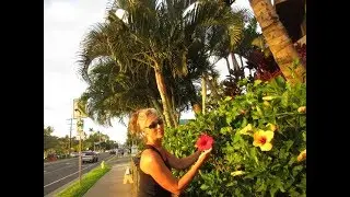 Tropical Hibiscus Hedge on Maui