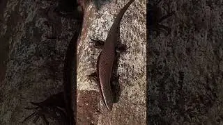 Eutropis macularia 😳😮 #Reptile #shorts #short #discoveranipets