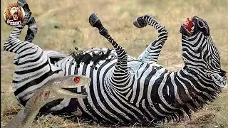 Cebra vs. Mamba Negra: Mordida Mortal Que Derriba a Zebra en Segundos | Mundo Animal |