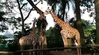 Ziyi's Wildlife Adventures - Wild Africa Ep 5_Giraffes