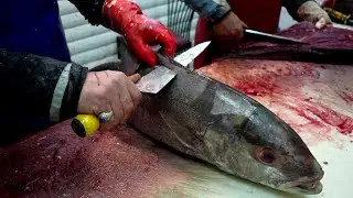 Amberjack Fillet & Remove skin