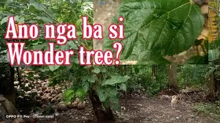 Ano ang wonder tree? Gamot sa UTI at para sa hindi makadumi