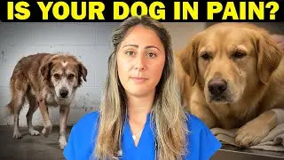 Vet's Guide: Signs Your Dog Is In Pain (Most Owners Don't Know This)