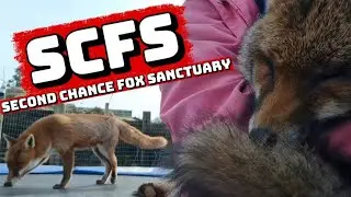 A LOVELY VISIT TO SECOND CHANCE FOX SANCTUARY 🦊❤️ #fox #wildlife #cute #fyp #viralvideo 
