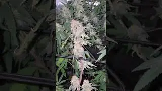 #happy #freaky #friday #halloween #homegrown #cannabis #cannaculture #merksmedicinals