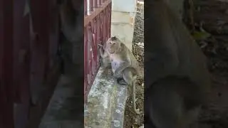 Comedy monkey,funny public monkey , feeeding poor public monkey
