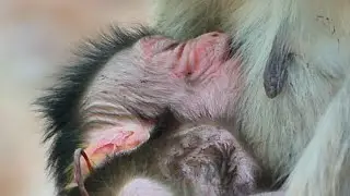 Not wait newborn baby trying to drink sweet milk mommy until fall sleep well.
