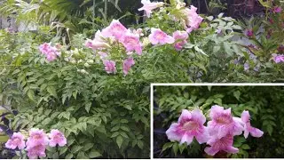 All about Tecoma plant#grow & care#propagation#evergreen & hardy#heat tolerant plant{ Pink Tecoma }
