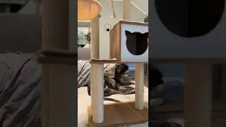 65&rdquo; Neutral Cat Tree with Modern Design &ndash; A 10/10 Must-Have! #made4pets