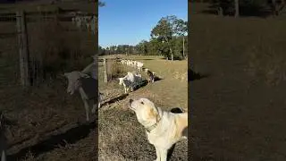 Odin singing while I call the sheep up the hill #guardiandog #farmlife #shepherd #sheep