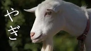 ヤギとヒツジの食事