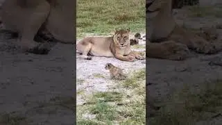 A little tiny cub roaring infront of his mom | Two weeks old cub |