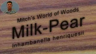 Молочная груша - Лесной мир Митча (Inhambanella henriquesii)