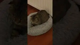 🪄🐝Maya The Cute and Curious Cat🪬Maya's daily routines🧸🍼 #arımaya 🐝🍯🌻 #cat #maya #cute #catvideos