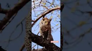 KGF bgm #cheetah #wildlife #whatsappstatus #shorts #kgf #motivation #inspiration