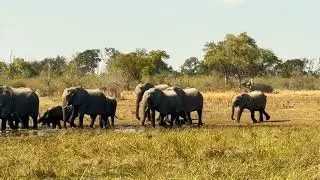 Breeding herd of elephants led by the wise matriarch.