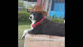 sete da matina Juno castro #viral #forr&oacute; #musica #meme
