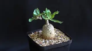 Fockea edulis
