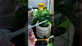 Self Watering Globes for Plants | Easy Plant Care