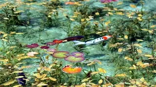 Beautiful Monet's Pond, Seki City, Gifu Prefecture, Japan HD 60fps