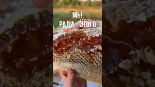 Свежий мёд на Карельской пасеке #карелия #мед #пасека #ферма #пчелы