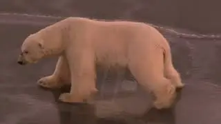 Video Trailer  Dr  Ian Stirling on Polar Bears and Climate Warming